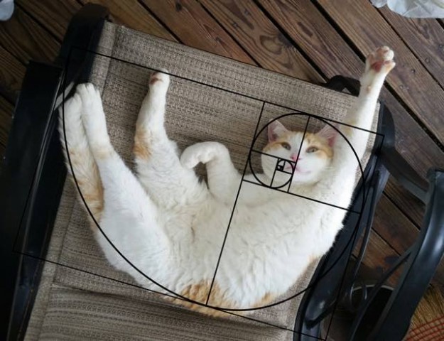 fibonacci-composition-cats-furbonacci-91__700